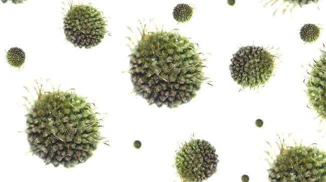 Каква е разликата между грип и настинка? грип и настинка