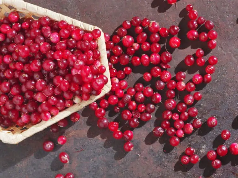 Инфекции на пикочните пътища при жените – всичко за проблема инфекции на пикочните пътища при жените